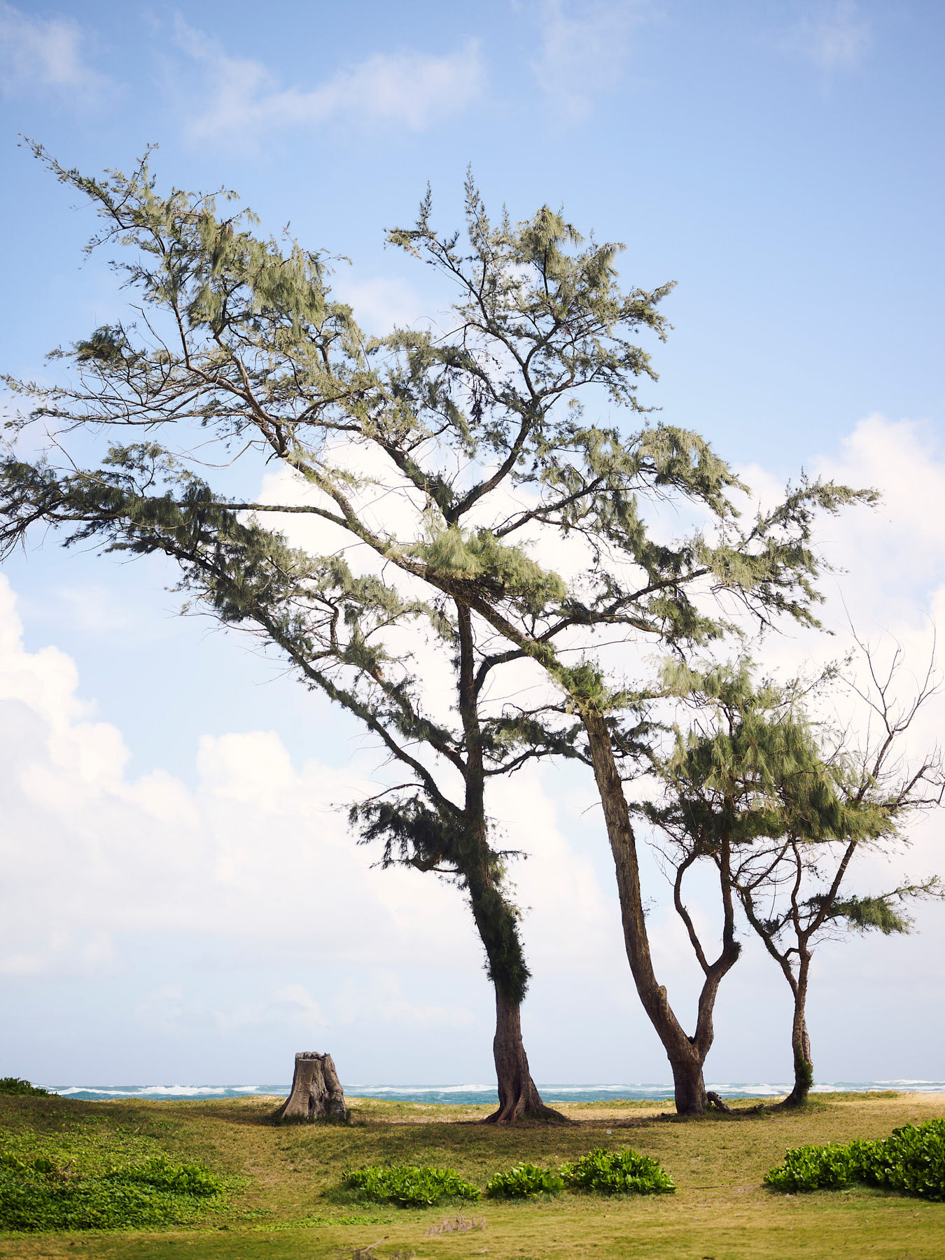 230212_AlaiaMag_Hawaii_0169