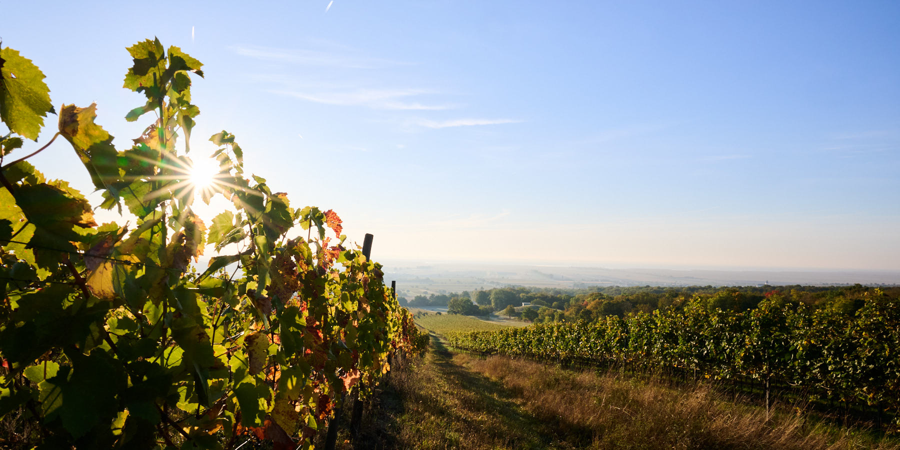 Weinlage Alter Berg