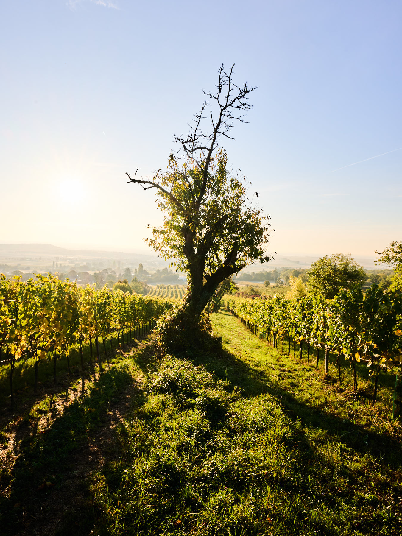 Weinlage Alter Berg
